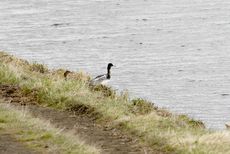 Mittelsäger (2 von 6).jpg